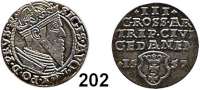 Deutsche Münzen und Medaillen,Danzig, Stadt Sigismund II. August 1548 - 15733 Groschen 1557.  2,49 g.  Dutkowski/Suchanek 92 b.  Kopicki 7367.